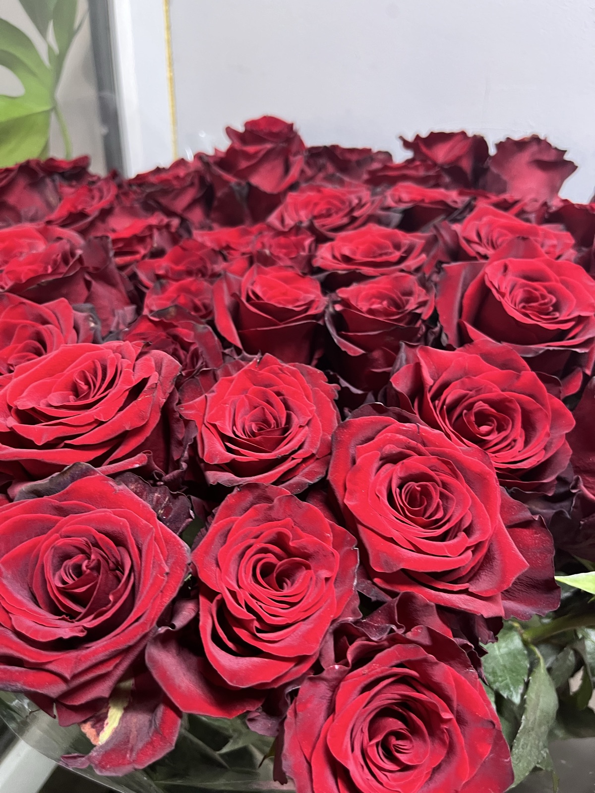 Розы из Эквадор 250 руб