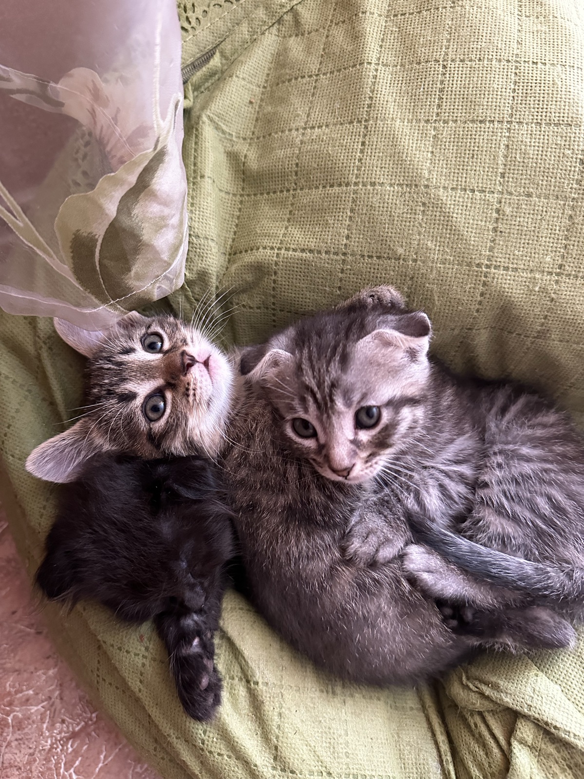 котята